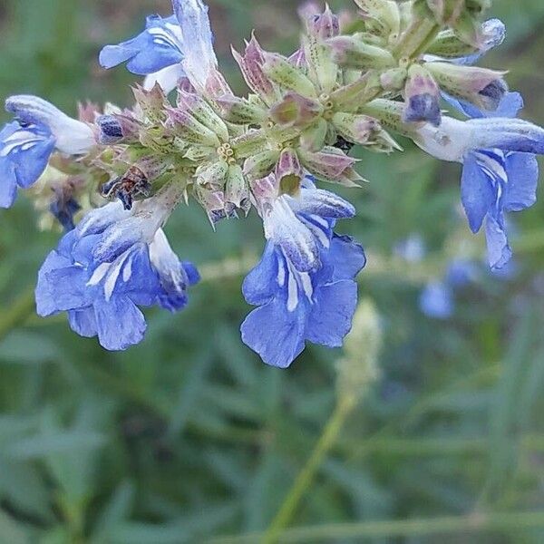 Salvia uliginosa Blodyn