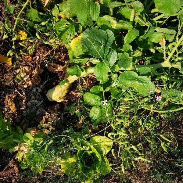 Raphanus raphanistrum Leaf