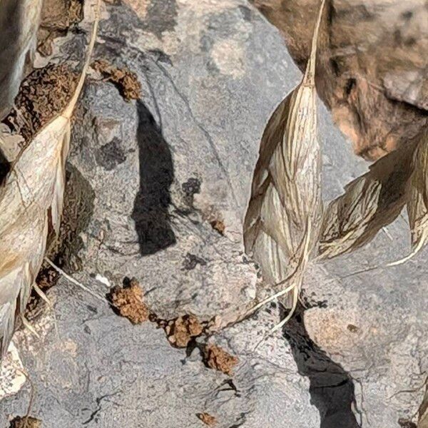 Bromus squarrosus ഫലം