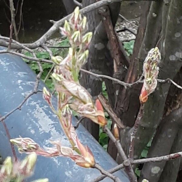 Amelanchier × lamarckii Blomst