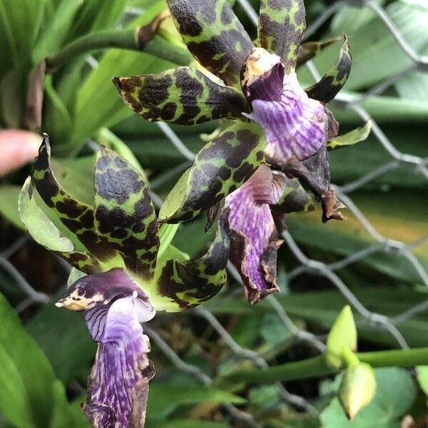 Zygopetalum maculatum List