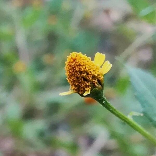 Acmella uliginosa Flower