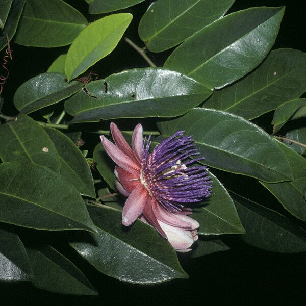 Passiflora laurifolia Flower