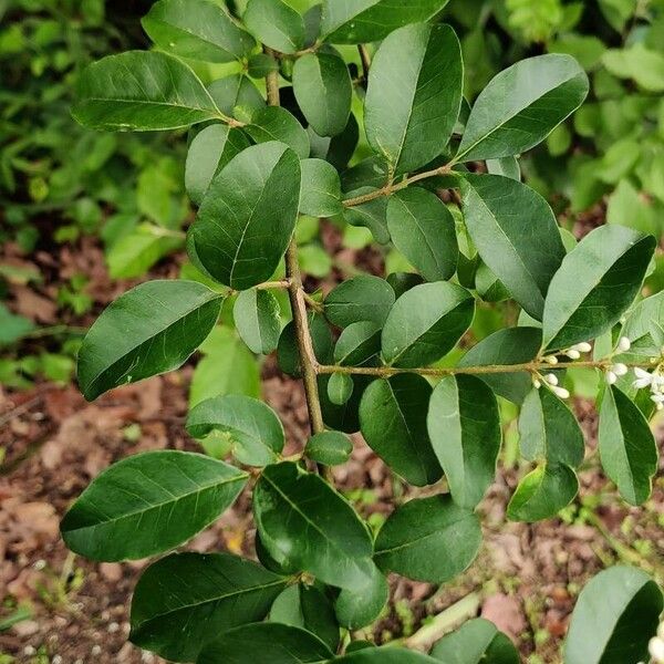 Ligustrum sinense 叶