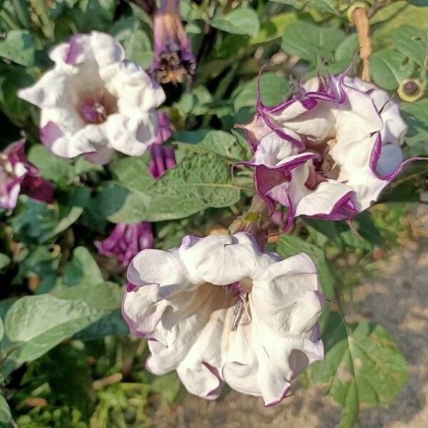 Datura metel Blüte