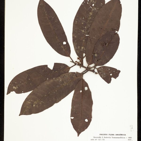 Iryanthera macrophylla Leaf