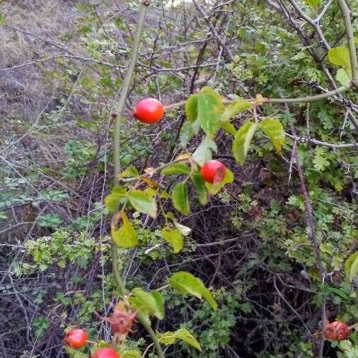 Rosa canina Fruitua