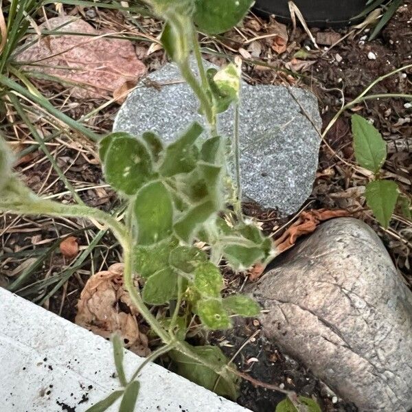 Trifolium incarnatum Folha