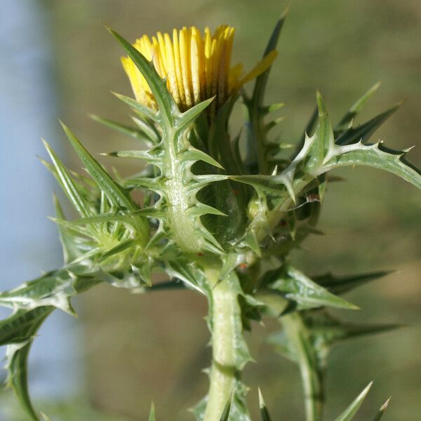 Scolymus maculatus Flower