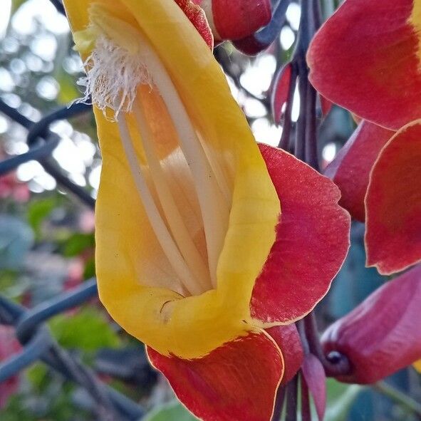 Thunbergia mysorensis Flower