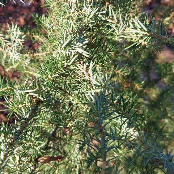 Juniperus communis Leht