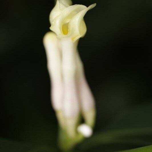 Tabernaemontana disticha Flower