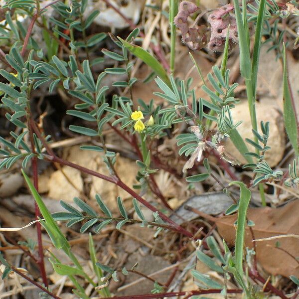 Hippocrepis ciliata Прочее