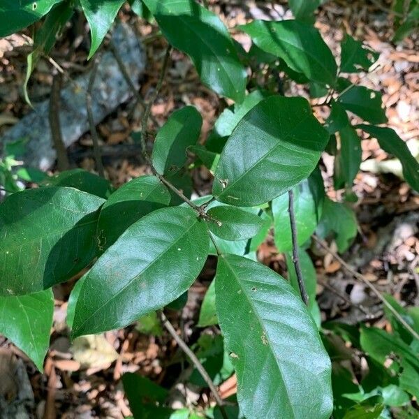 Capparidastrum frondosum برگ
