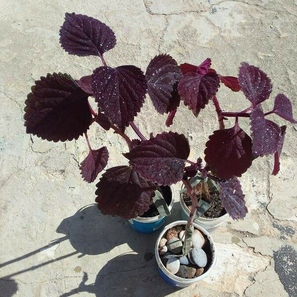 Plectranthus scutellarioides Habitus