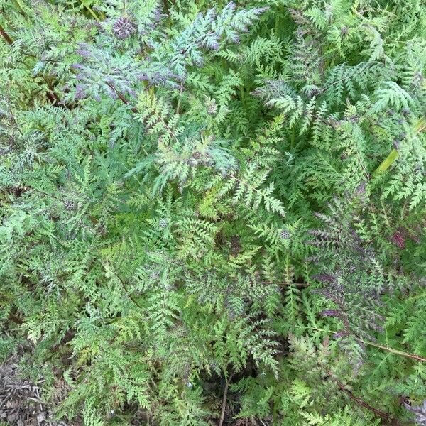 Pteris tremula Φύλλο