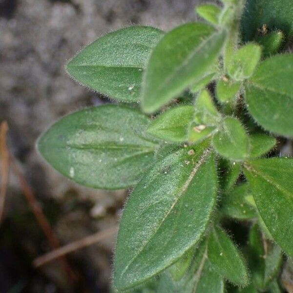 Chaenorhinum villosum Leaf