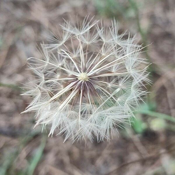 Hypochaeris glabra फल