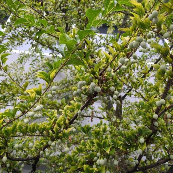 Styrax japonicus ഇല