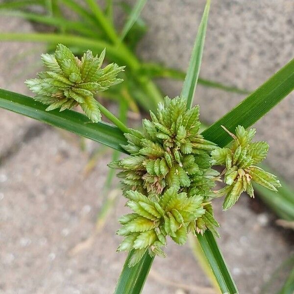 Cyperus eragrostis Cvet