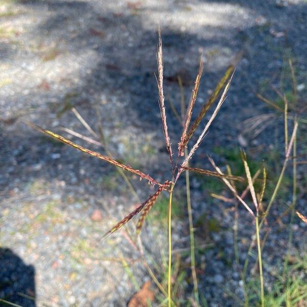 Bothriochloa bladhii Flower