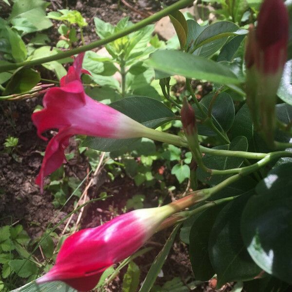 Mandevilla laxa Flower