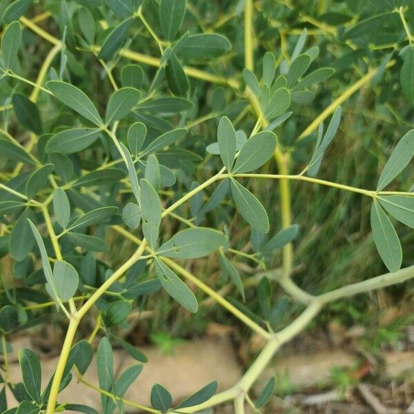 Baptisia tinctoria Leaf