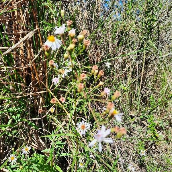 Tripolium pannonicum Floare