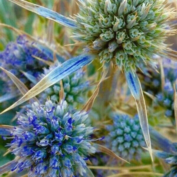 Eryngium bourgatii Flower