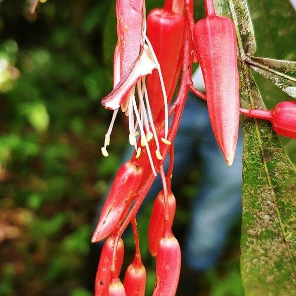 Quassia amara Flors