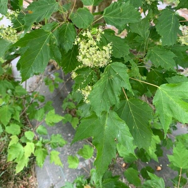 Acer tataricum Fuelha