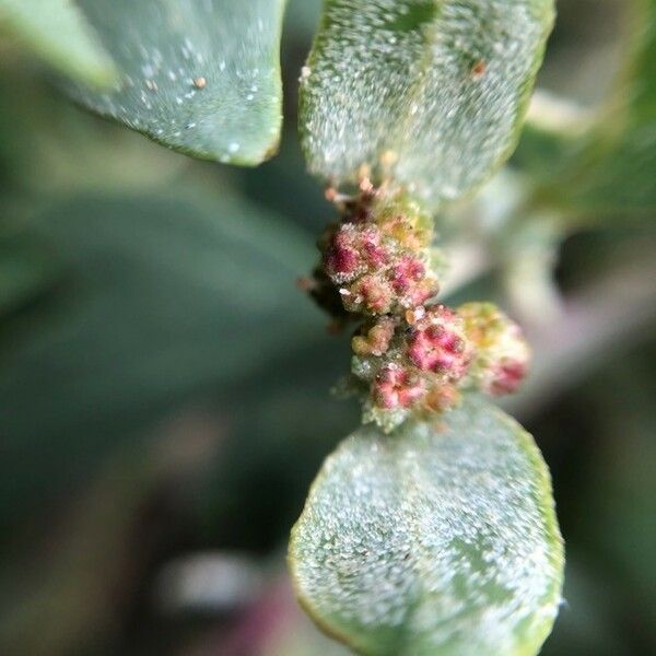 Atriplex laciniata फूल