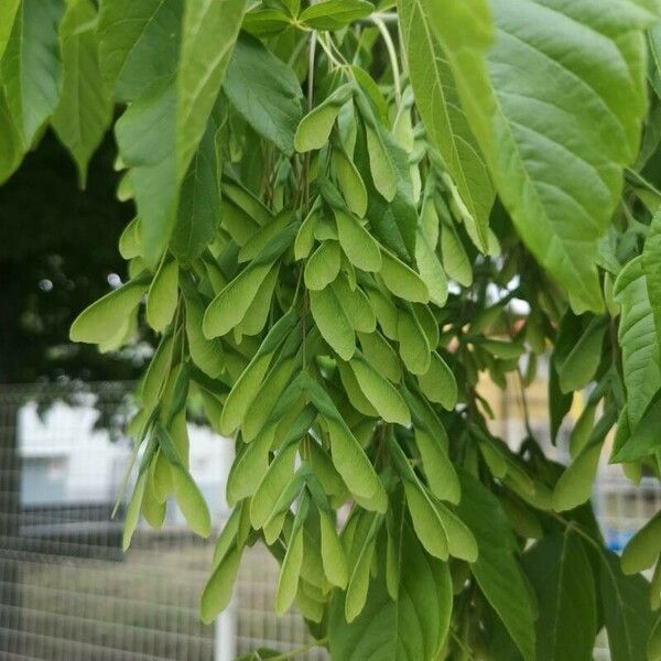 Acer cissifolium Feuille