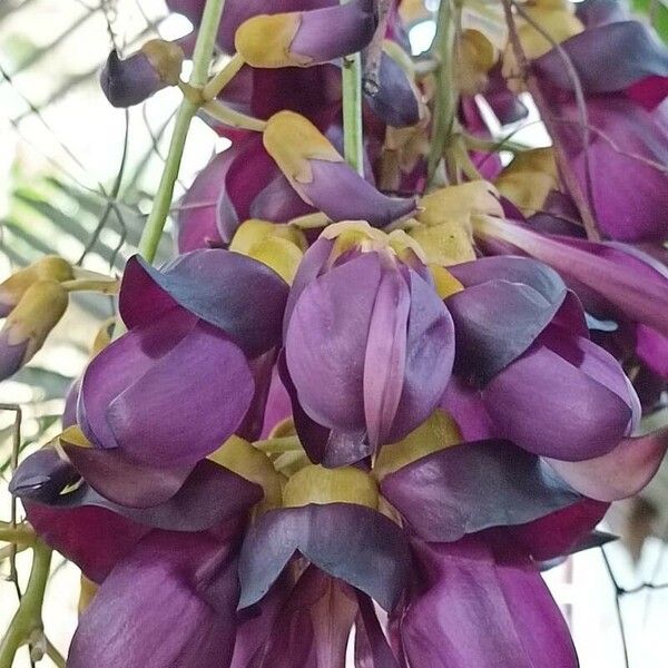 Mucuna sempervirens Žiedas