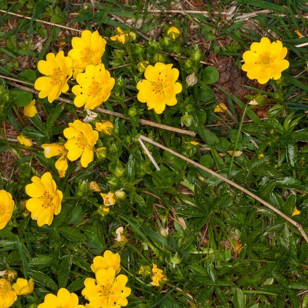 Potentilla aurea Plante entière