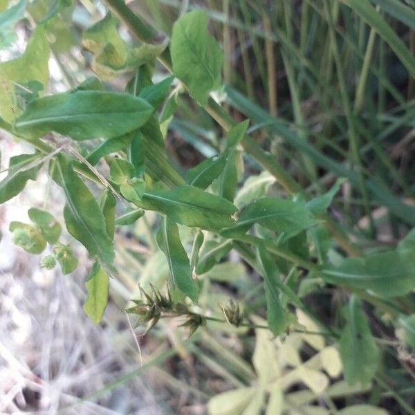 Euphorbia platyphyllos List