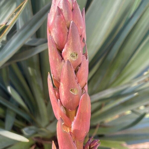 Yucca gloriosa Žiedas