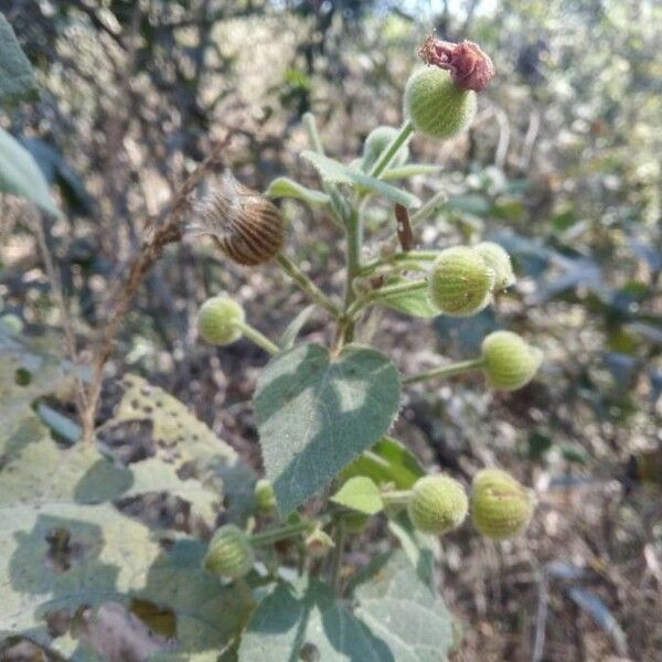 Pavonia malacophylla Virág