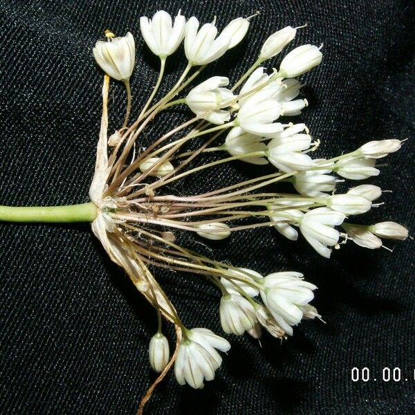 Allium pallens Floro