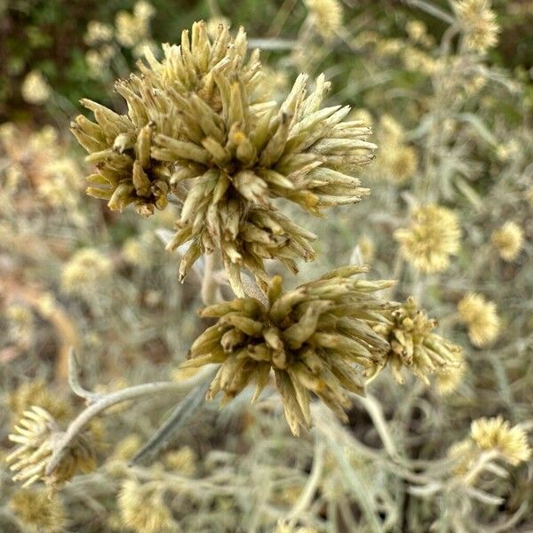 Achyrocline saturejoides Flower