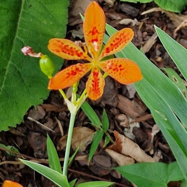 Iris domestica Çiçek