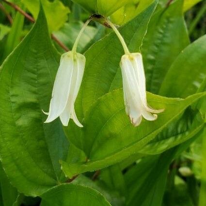 Prosartes smithii Квітка