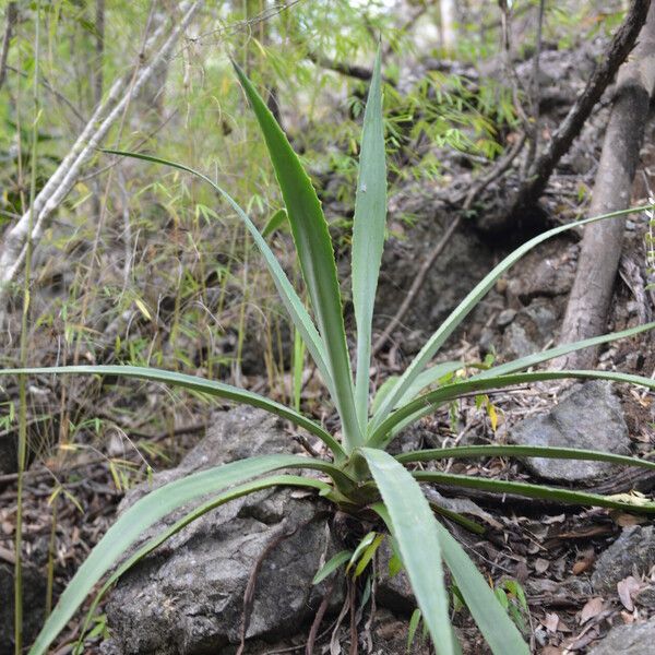 Hippocratea volubilis 葉