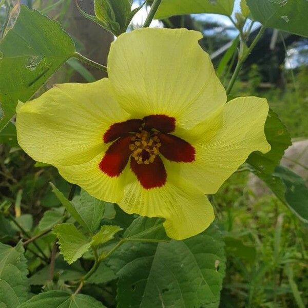 Hibiscus vitifolius Цвят