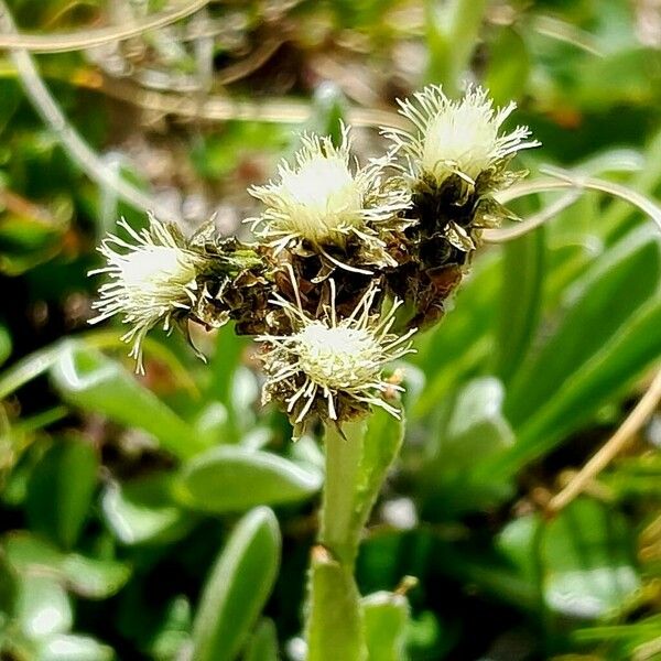 Antennaria carpatica Fiore