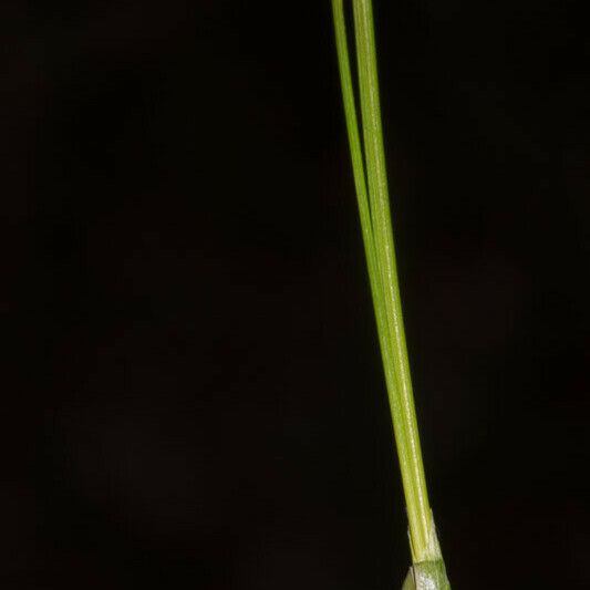 Carex sempervirens Leaf