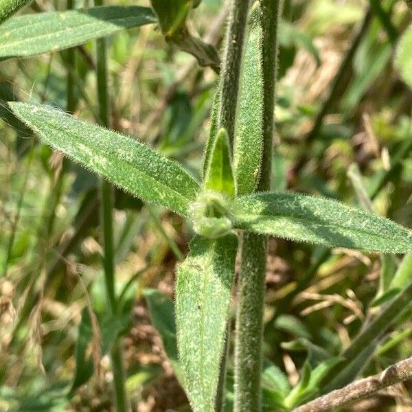 Silene noctiflora পাতা