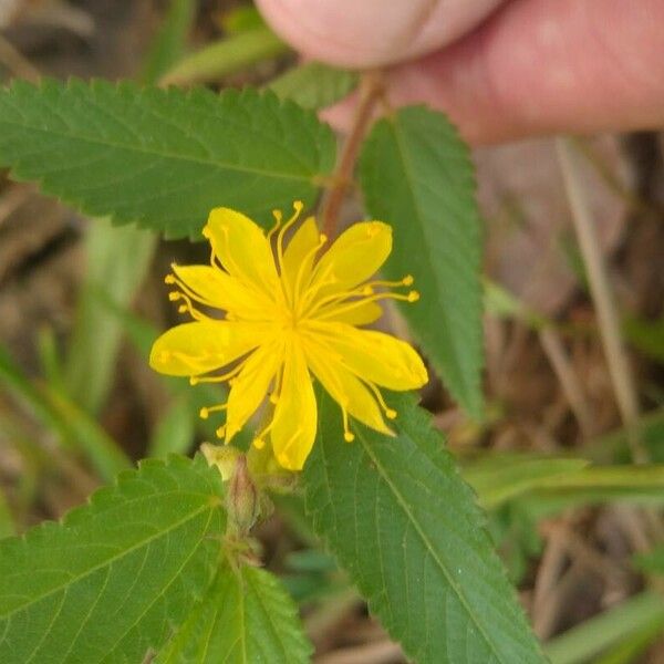 Corchorus hirtus Цвят