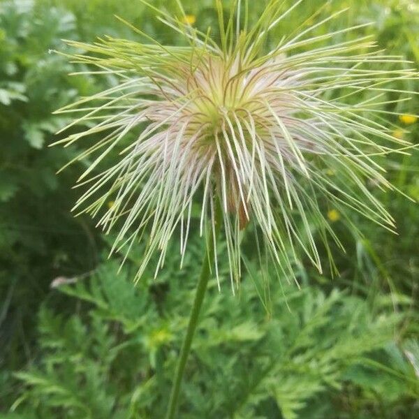 Pulsatilla alpina Kwiat