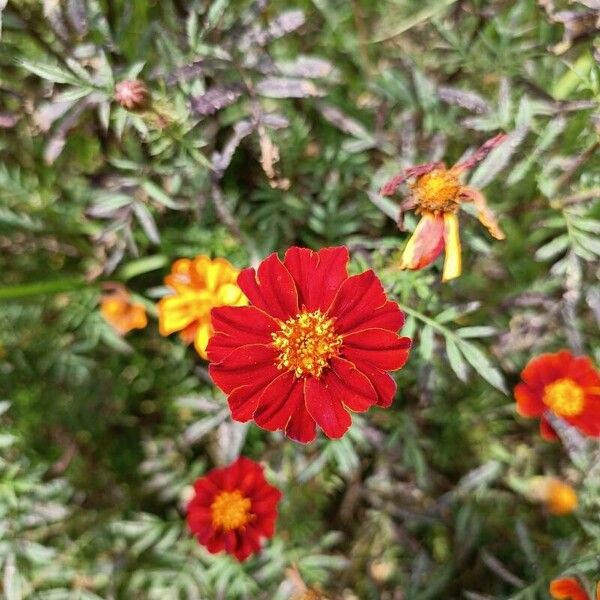 Tagetes patula Flor